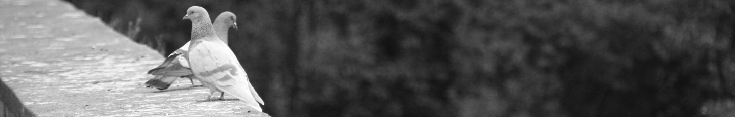 Page Not Found feature image